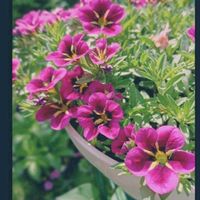 カリブラコアの画像