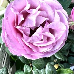 ミニバラ,ミニバラ　ピンクインフィニティ,ミニバラ　ピンクインフィニティ,バラ・ミニバラの画像