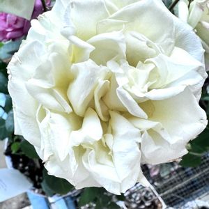 ミニバラ,ミニバラ インフィニティ ホワイトボウル,ミニバラ インフィニティ ホワイトボウル,バラ・ミニバラの画像