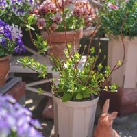 アジサイ,PW ラグランジア,ラグランジア　シャンデリーニ,PWの画像