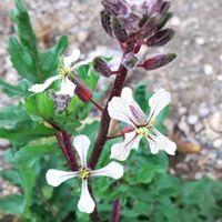 ルッコラ,ルッコラ,ハーブ,アブラナ科,ウオーキング中の画像