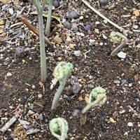 蕨（わらび）,綺麗,山菜,山の恵み,綺麗な色の画像