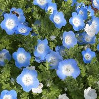 ネモフィラ,ネモフィラ,ブルーベリー,葉牡丹,ロータス ブリムストーンの画像