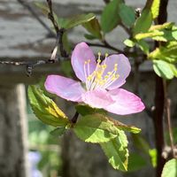 ローダンセマム,コゴメザクラ,ミツカドネギ,デロスペルマ【砂漠の宝石】,さくら サクラ 桜の画像