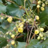 ヒイラギナンテン,ヒイラギナンテン,金曜日の蕾たち,Juneの会,黄金色の金曜日の画像