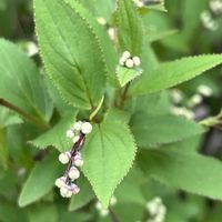 パクチー,ヒメウツギ,ネギ,ネギ坊主,姫ウツギの画像