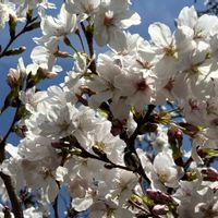 さくら サクラ 桜,さくら サクラ 桜,家庭菜園,庭の画像