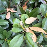 シャリンバイの画像