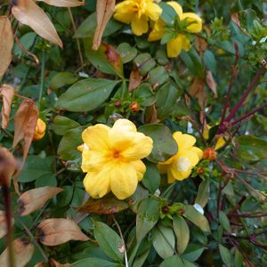 オウバイ,季節の花,お隣の庭,フェンスの画像