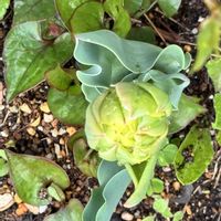 クレマチス,チューリップ,ヤマブキ,八重咲きチューリップ,ヤマシャクヤクの画像