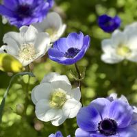 アネモネ,ガーデニング,マイガーデン,庭仕事,ガーデニング初心者の画像