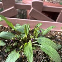 アジュガ,スミレ,ノースポール,ビオラ,千葉県の画像