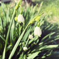 スノーフレーク,タンポポ,カタバミ,ナヨクサフジ(弱草藤),散歩道の画像