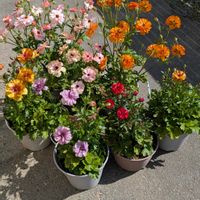 鉢植え,花のある生活,可愛い花,元気に育て,自宅の庭の画像