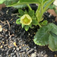 イチゴ,イチゴ,イチゴ,イチゴ,イチゴの画像