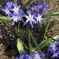 チオノドクサの画像