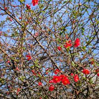 ハーデンベルギア,枝垂れ桜,木瓜(ボケ),お出かけ先の画像