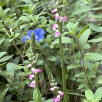 ネジバナ,平和を願う☆,金曜日の蕾たち,2019年同期,yu ＆ゆうクラブの画像
