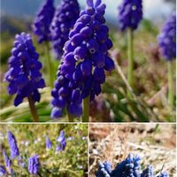 ムスカリ,タンポポ,ヒメオドリコソウ,春の訪れ,畑の画像