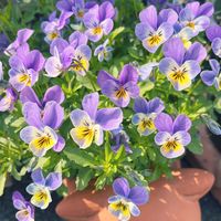 ビオラ,ビオラ,鉢植え,ビオラ・パンジー祭り♪,玄関アプローチの画像