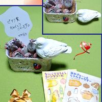 白桃,クロアチアローズ,クロアチアローズ,多肉大好き,ちまちま寄せの画像