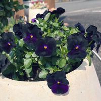 ビオラ,鉢植え,ビオラ・パンジー祭り♪,玄関アプローチの画像