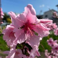 オドリコソウ,マツバウンラン,桃の花,お散歩中,平和を願う☆の画像