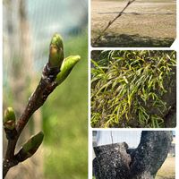 ボンザマーガレット,金曜日の蕾たち,桜(さくら)リレー,ラナンキュラス ランドセル ソルトムーン あずき,いつまでも友達でいよう♡の画像