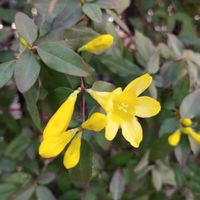 カロライナジャスミン,庭の画像