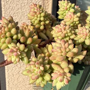 ピンクベリー,多肉植物,多肉植物の紅葉,多肉植物のある暮らし,春到来！の画像