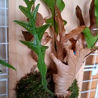 ビカクシダ,ノキシノブ,ノキシノブ,ドリナリア クエルシフォリア,ドリナリア クエルシフォリアの画像