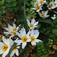 ハナニラ,アネモネ,アルメリア,チューリップ,ムスカリの画像