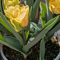 チューリップ,春の訪れ,春のお花,太陽の光を浴びて, チューリップの画像