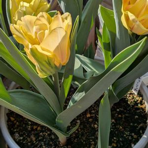 チューリップ,春の訪れ,春のお花,太陽の光を浴びて, チューリップの画像