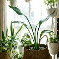 ストレリチア,ストレチリアレギネ,観葉植物,リビング・ダイニングの画像