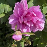 アジュガ,パンジー,牡丹,紅花ときわまんさく,花のある暮らしの画像