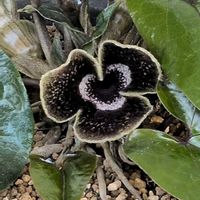 カンアオイの画像