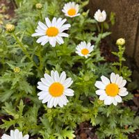 小さな庭,家庭菜園,庭の画像