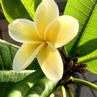 プルメリア,春の訪れ,春到来！,庭の画像