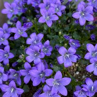 ベルフラワーの画像