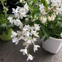 ヒメウツギ,ベランダガーデニング,ベランダの画像