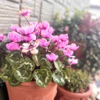 八重咲きミニシクラメン ’ グリーンティアラ ',鉢植え,球根,ガーデニング,ウィッチフォードの画像