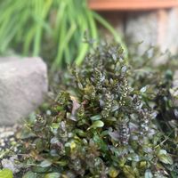 アジュガ　チョコレートチップ,ガーデニングの画像