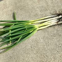 長ネギ,極苗,一翠太,収穫,カネコ種苗の画像