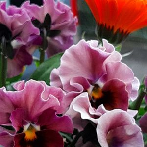 デージー,ビオラ,ビオラ　藍月,ビオラ ドレープシエナ,ビオラパンプキンの画像