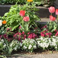 キンセンカ,チューリップ,ビオラ,花のある暮らし,お花を楽しむの画像