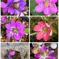 クリスマスローズ,大根,雪割草,白菜,おでかけ先の画像