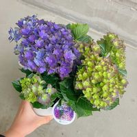 ハイドランジア,紫紺のゆらぎ,紫紺のゆらぎ,紫陽花 アジサイ あじさい,花のある暮らしの画像