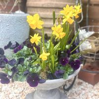 スイセン,黒のビオラ,寄せ植え,鉢植え,ガーデニングの画像