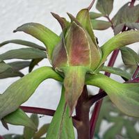 ボタン,牡丹,ラナンキュラス  セイレン,金曜日の蕾たちの画像